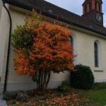 Parrotia persica Tervik taim