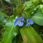 Commelina virginica Flor