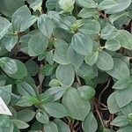 Peperomia glabella Листок