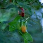 Coccinia grandis Fruit