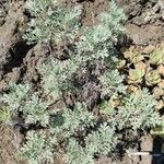 Artemisia thuscula Habit