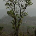 Lophira lanceolata Blad