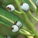 Daphniphyllum macropodum Flor