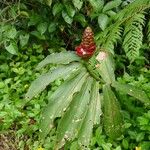 Costus spiralis Habitus