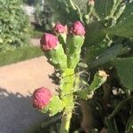 Opuntia ficus-indicaFlower