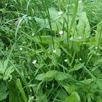 Stellaria aquaticaFlower