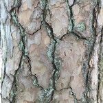 Pinus echinata Corteza