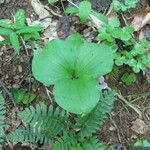 Trillium catesbaei Habit