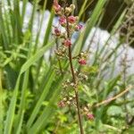 Scrophularia auriculata Fleur