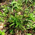 Carex pallescens Blad