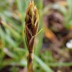 Carex uncinioides 花