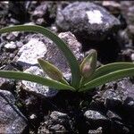 Allium falcifolium പുഷ്പം