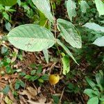 Strychnos phaeotricha Blatt