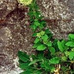 Campanula petraea 形態
