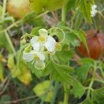 Cardiospermum halicacabum Flor