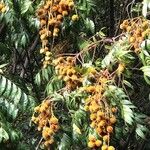 Toona ciliata Fruit