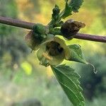 Scrophularia trifoliata Fula