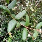 Ichnocarpus frutescens ഇല