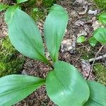 Clintonia borealis ᱥᱟᱠᱟᱢ