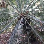 Encephalartos lehmannii Hoja