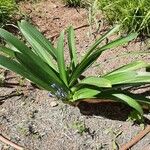 Agapanthus praecox Habit