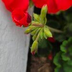 Pelargonium zonale Fiore