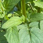 Scrophularia auriculata Leaf