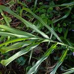 Paspalum fasciculatum Leaf