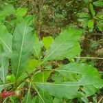 Rauvolfia serpentina Blad