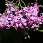 Securidaca diversifolia 花