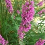 Lythrum virgatum Blüte