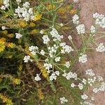 Pseudognaphalium californicum Flower