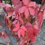 Parthenocissus insertaBlad