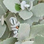 Kalanchoe millotii Blad