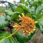 Palicourea rigida Flower