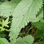 Urtica dioica Leaf
