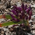Allium falcifolium Floare