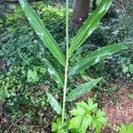 Hedychium coccineum Liść