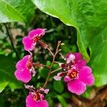 Tolumnia variegata Floare