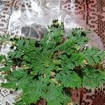 Selaginella pallescens Ліст