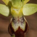 Ophrys lupercalis Mosusu