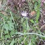 Cichorium endiviaFlower