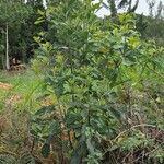 Litsea glutinosa عادت داشتن