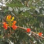 Castanospermum australe Flower