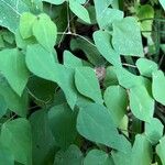 Amphicarpaea bracteata Blatt