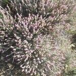 Teucrium marum Habit