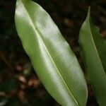 Qualea rosea Hoja