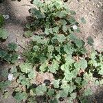 Malva neglecta Libunga