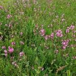 Silene pendula ശീലം