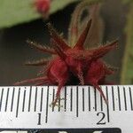 Pavonia penduliflora अन्य